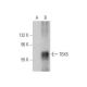 TBX5 Antibody (A-6) - Western Blotting - Image 350794