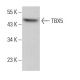 TBX5 Antibody (A-6) - Western Blotting - Image 381963 