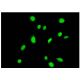 TBX6 Antibody (1D11) - Immunofluorescence - Image 351753