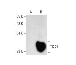 western blotting image from recommended TC 21 (F-8) monoclonal antibody replacement. Image 70313