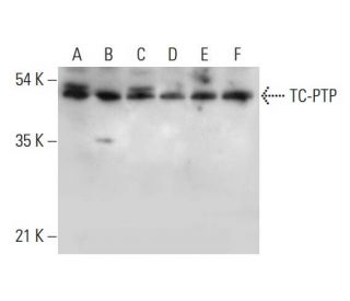 TC-PTP Antibody (D-3) - Western Blotting - Image 311748 