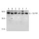 TC-PTP Antibody (D-3) - Western Blotting - Image 311748 