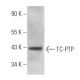 TC-PTP Antibody (D-3) - Western Blotting - Image 357117