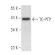TC-PTP Antibody (D-3) - Western Blotting - Image 357129 