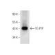 TC-PTP Antibody (E-11) - Western Blotting - Image 159914