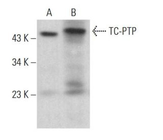 TC-PTP Antibody (E-11) - Western Blotting - Image 381460 