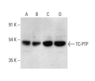 TC-PTP Antibody (F-8) - Western Blotting - Image 311747 
