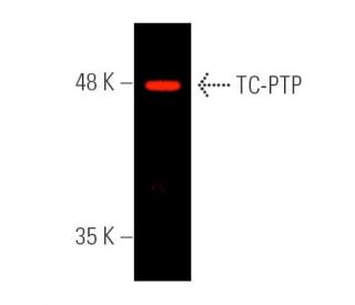 TC-PTP Antibody (F-8) - Western Blotting - Image 389963 