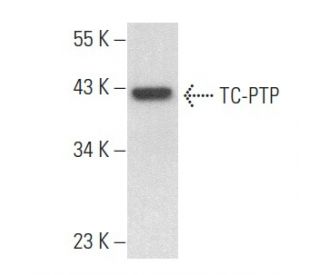 TC-PTP Antibody (D-3) - Western Blotting - Image 357129 