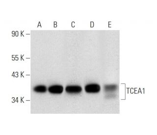 TCEA1 Antibody (B-6) - Western Blotting - Image 296226 