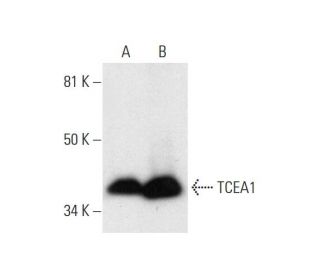 TCEA1 Antibody (G-5) - Western Blotting - Image 295858 