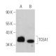 TCEA1 Antibody (G-5) - Western Blotting - Image 366171 