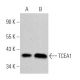 TCEA1 Antibody (G-5) - Western Blotting - Image 366179