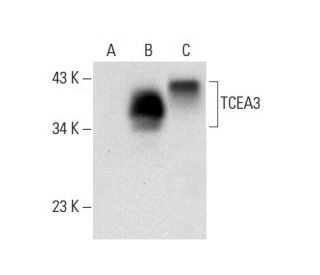 TCEA3 Antibody (E-7) - Western Blotting - Image 304498