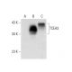 TCEA3 Antibody (E-7) - Western Blotting - Image 304498