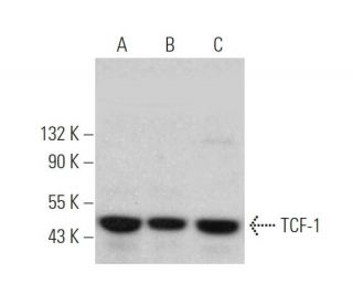 western blotting image from recommended TCF-1 (C-5) monoclonal antibody replacement. Image 374734