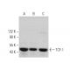 western blotting image from recommended TCF-1 (C-5) monoclonal antibody replacement. Image 374734