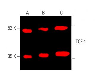 TCF-1 Antibody (C-5) - Western Blotting - Image 403909