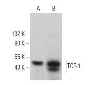 TCF-1 Antibody (C-5) - Western Blotting - Image 374727The Double Nickase Plasmid features a U6 promoter for sgRNA expression, a 20 nt targeting sequence, and a gRNA scaffold to guide Cas9n. It includes a CBh promoter for Cas9n (D10A) and puromycin resistance, GFP for transfection verification, and nuclear localization signals (NLS). The 2A peptide allows co-expression of Cas9n and Puro from a single promoter, enabling precise genome editing with reduced off-target effects.