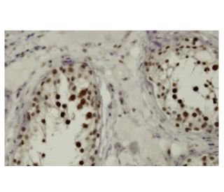 TCF-19 Antibody (F-27) - Immunohistochemistry - Image 36326 