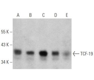 TCF-19 Antibody (H-2) - Western Blotting - Image 360106 