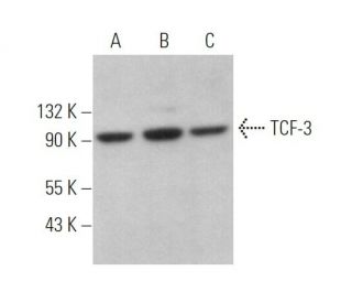 western blotting image from recommended TCF-3 (E-2) monoclonal antibody replacement. Image 373104
