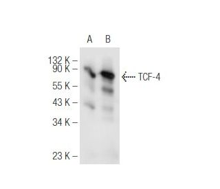 TCF7L2/TCF4 Antibody (D-4) | SCBT - Santa Cruz Biotechnology