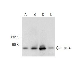 シャッフ b 4枚 TCF7L2/TCF4 Antibody (D-4) | SCBT - Santa Cruz Biotechnology