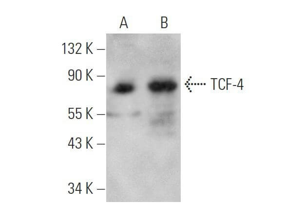 ntnt様 TCF7L2/TCF4 Antibody (D-4) | SCBT - Santa Cruz Biotechnology