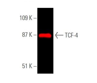 さな TCF7L2/TCF4 Antibody (D-4) | SCBT - Santa Cruz Biotechnology