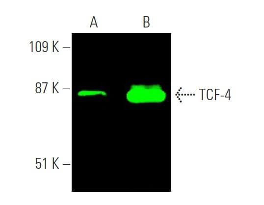 ntnt様 TCF7L2/TCF4 Antibody (D-4) | SCBT - Santa Cruz Biotechnology