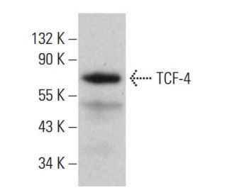 soor スコート　4y Kid Active Drawstring French Terry Skort - Purple - OshKosh