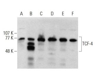 TCF-4 Antibody (D-4) - Western Blotting - Image 376874 