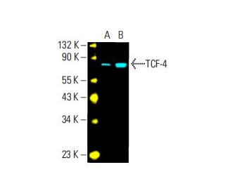 テト様　確認用 TCF7L2/TCF4 Antibody (D-4) | SCBT - Santa Cruz Biotechnology