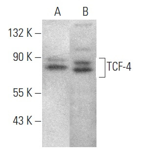 TCF7L2/TCF4 Antibody (F-7) | SCBT - Santa Cruz Biotechnology