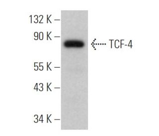 TCF7L2/TCF4 Antibody (F-7) | SCBT - Santa Cruz Biotechnology
