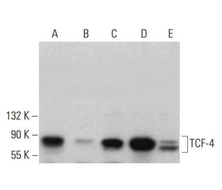 TCF-4 Antibody (F-7) - Western Blotting - Image 376054 