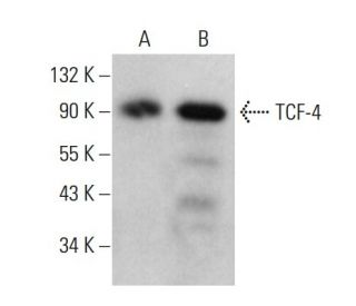 TCF-4 Antibody (H-7) - Western Blotting - Image 376053 