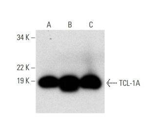 TCL-1A Antibody (A-6) - Western Blotting - Image 295853 