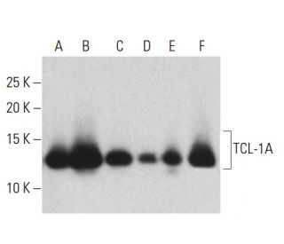 TCL-1A Antibody (1-21) - Western Blotting - Image 398498 