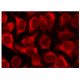 TCL-1B Antibody (H-3) - Immunofluorescence - Image 141440