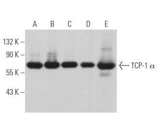 TCP-1 &alpha; Antibody (91A) - Western Blotting - Image 363088 
