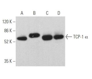 TCP-1 Î+/- Antibody (B-3): sc-374088