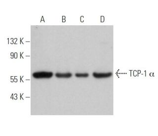 TCP-1 α Antibody (22b) - Western Blotting - Image 363093
