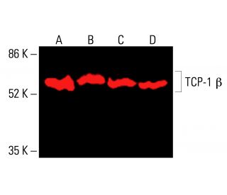 TCP-1 β Antibody (D-8) - Western Blotting - Image 416632