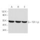 这种多克隆抗体已经停产。请参阅我们推荐的<a href="tcp-1-beta-antibody-d-8">TCP-1 β (D-8)</a>单克隆抗体(显示样本数据)。 western blotting image from recommended TCP-1 β (D-8) monoclonal antibody replacement. Image 357936