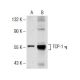 TCP-1 η Antibody (C-9) - Western Blotting - Image 153675 