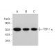 TCP-1 η Antibody (H-4) - Western Blotting - Image 382178 
