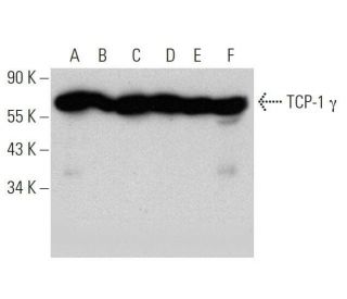 western blotting image from recommended TCP-1 &gamma; (F-3) monoclonal antibody replacement. Image 359414