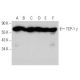 western blotting image from recommended TCP-1 γ (F-3) monoclonal antibody replacement. Image 359414